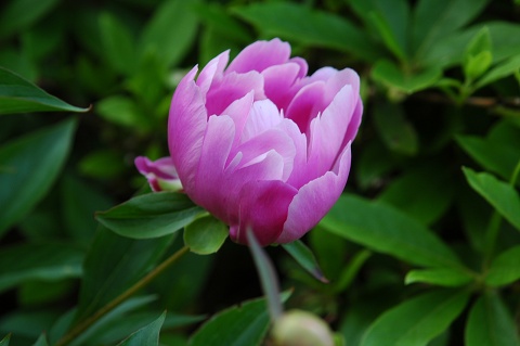 Flowers in the garden